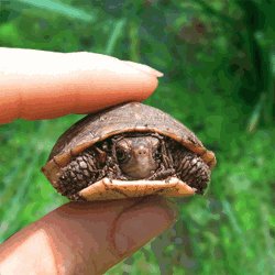 (R)Tortilla .ext-
