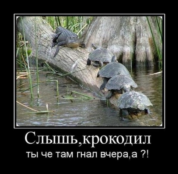 Слышь крокодил...