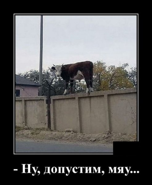Ну допустим, мяу...