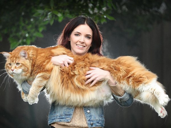 Котяра..