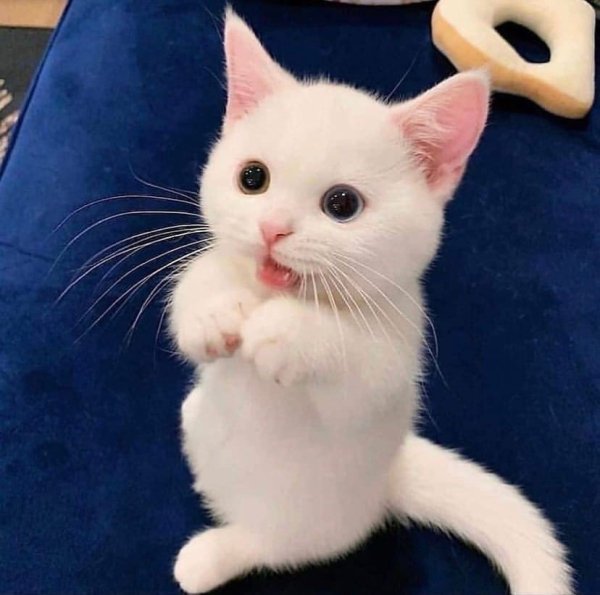 котюся