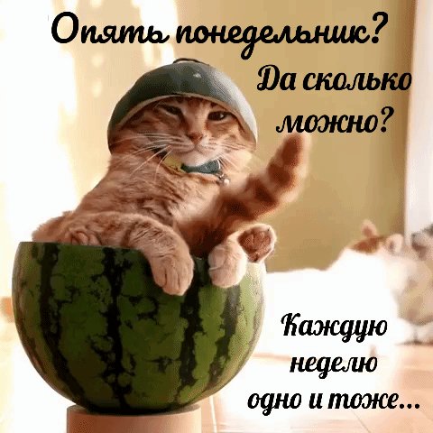 КотЭ)