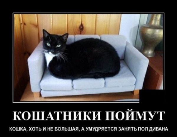 Кошатники поймут