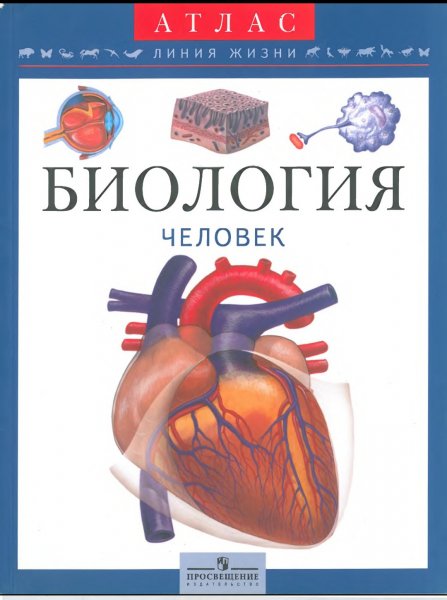 Atlas linia zhizni anatomia