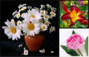 tsvety flowers