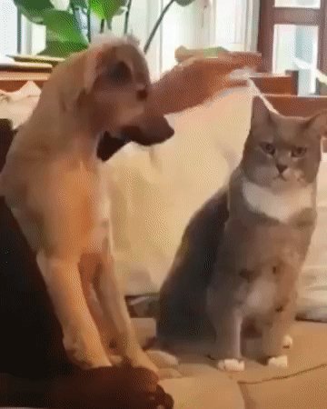 Когда все любят кота