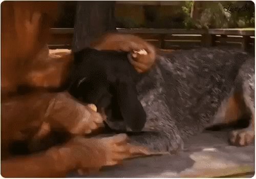 gif 1479422741