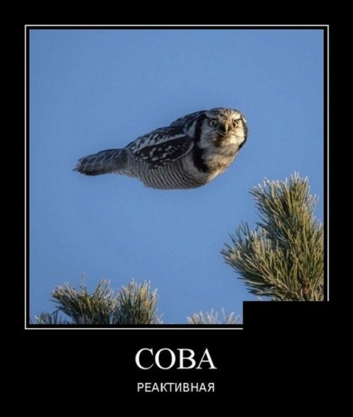 Сова реактивная
