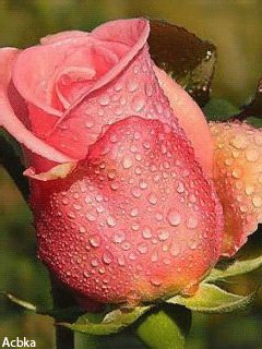 file_49930142