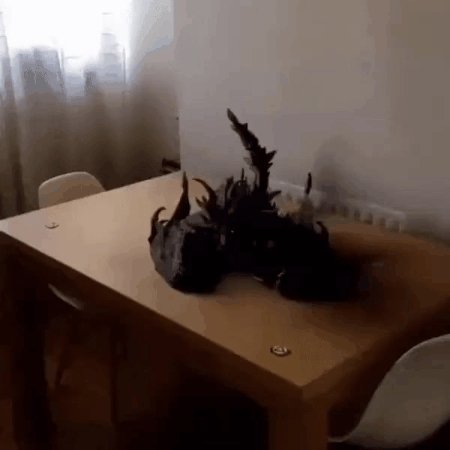 Дракончик
