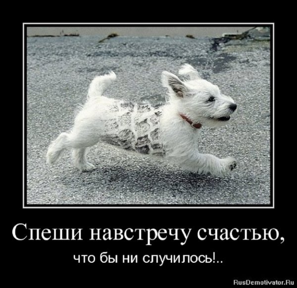 Спеши навстречу счастью