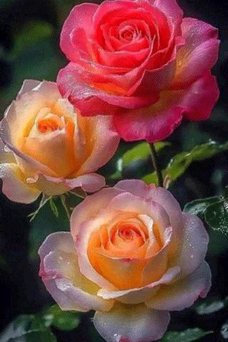 file_98111007