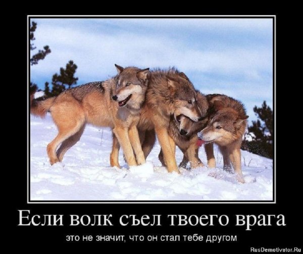 Волки