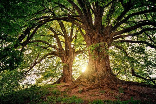 Nature 7