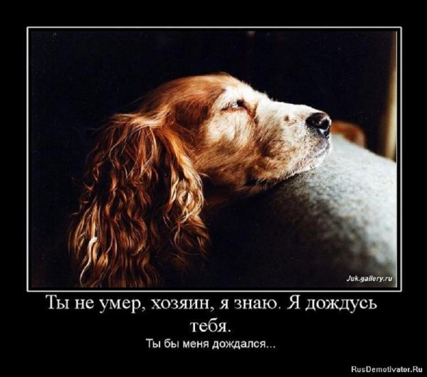 Я дождусь тебя