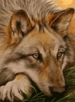 Volk