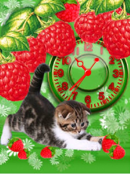 Котик в малине