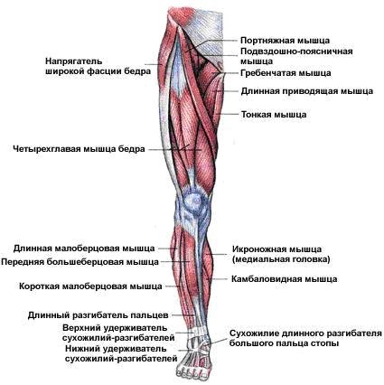 Мышцы ног