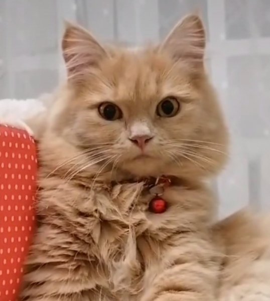 Котейка