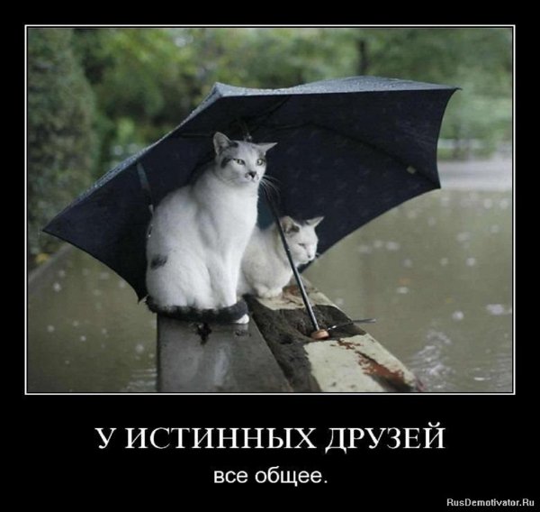 У истинных друзей всё общее