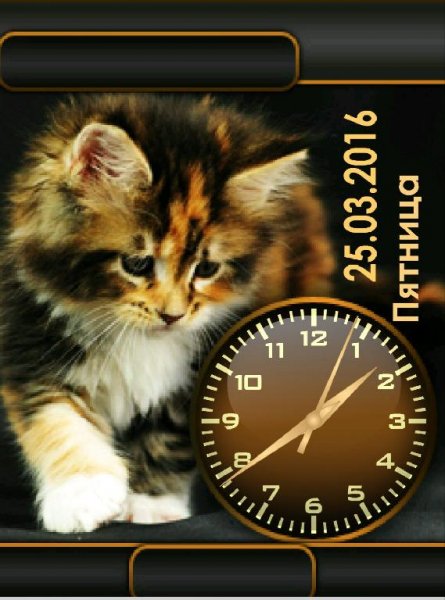Котенок