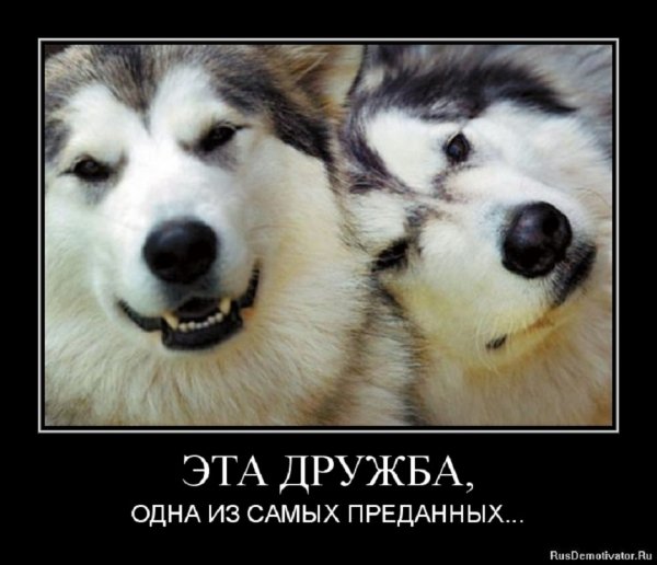 Эта дружба одна из самых преданных