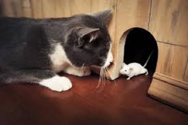 Кот и мышь