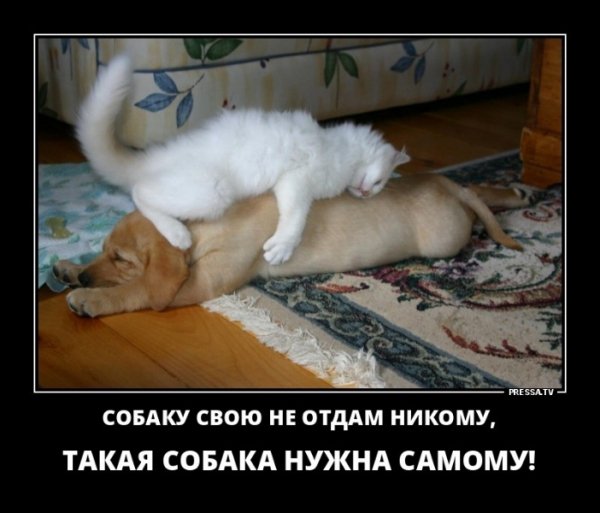 Собаку свою не отдам никому