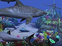 Sharks-V2-US