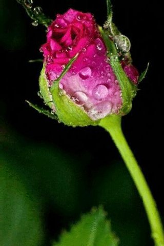 file_97265004