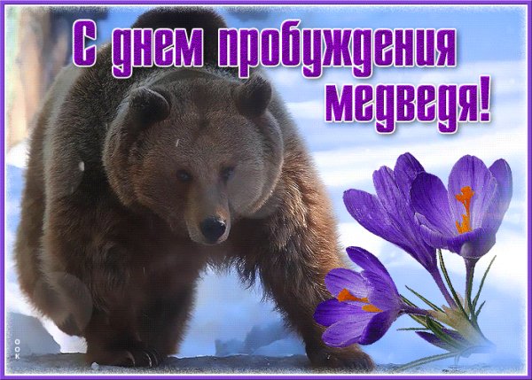 С днём пробуждения медведя