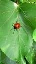 My Bug .9.4