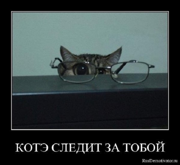 Котэ следит за тобой