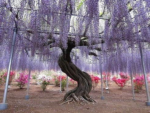getImage (6)