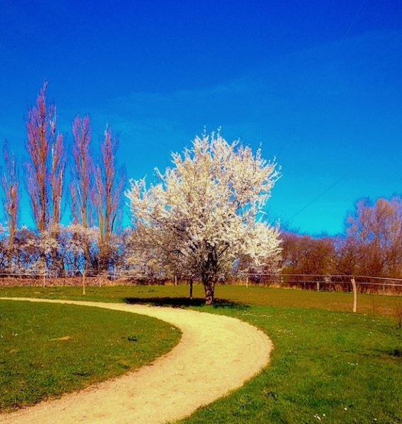View-park-sunny-spring-day 1048944-5998687
