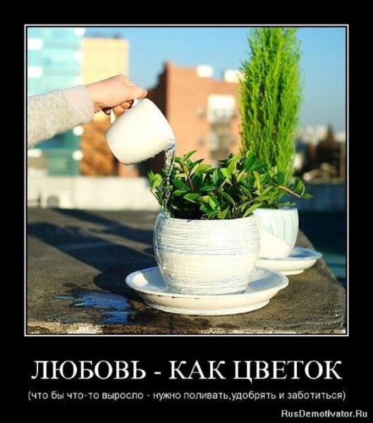 Любовь как цветок