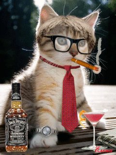 Lustige Cat