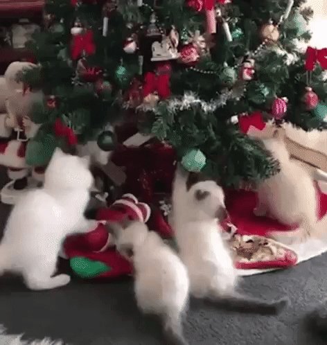 gif 1576264383