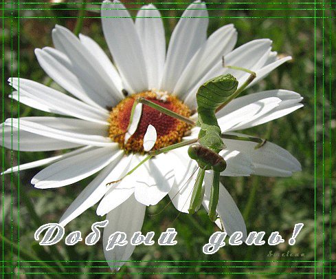 Дoбрый дeнЬ