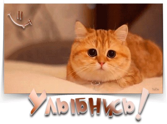котюля