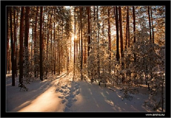 Зимний лес