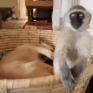 gif 1546896523
