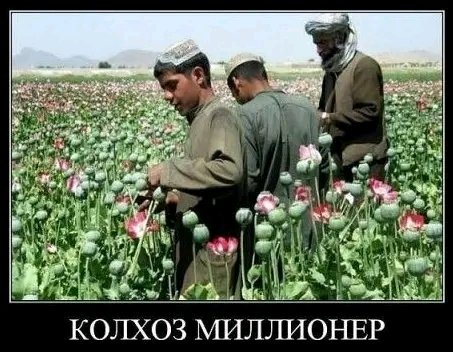 file_98223384