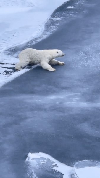 Белый медведь