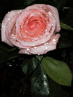 file_46679268