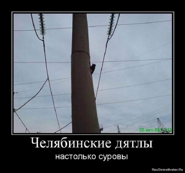 Челябинские дятлы настолько суровы..
