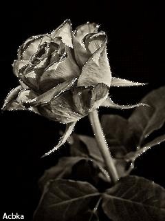file_58050633