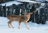 North Pole Forest Escape