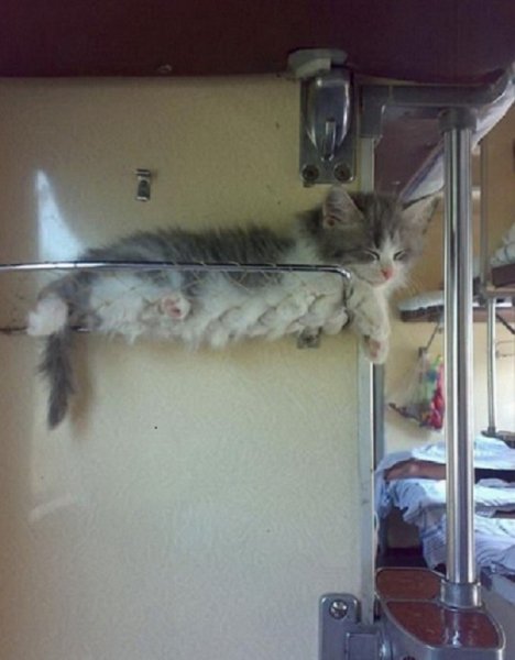 Кот, он же заяц,, он же - безбилетный пассажир