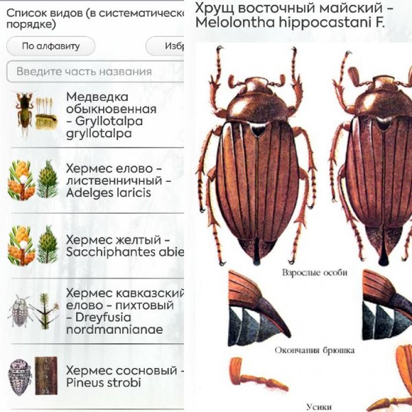 Насекомые-вредители ПРО (1.0.2)